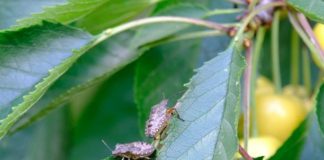 Oltre 63 mln per i danni da cimice asiatica in Emilia Romagna