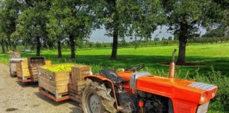 Marche, dalla Regione 5 mln per agriturismi e fattori didattiche