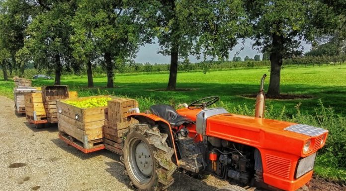 Marche, dalla Regione 5 mln per agriturismi e fattori didattiche