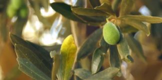 Tokyo 2020, Italia team ambasciatore olio extravergine di qualità