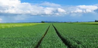 Convenzione CAA, Agea “Massima protezione sistema economico agricolo”