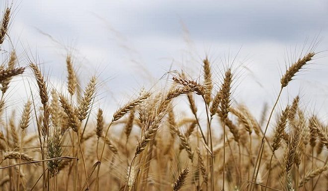 Arrivano i fondi per gli agricoltori sardi, 57mln per 13mila beneficiari