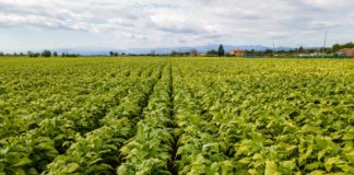 Tabacco, prorogato l’accordo Philip Morris-Ministero Politiche Agricole