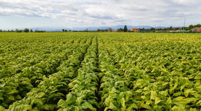 Tabacco, prorogato l’accordo Philip Morris-Ministero Politiche Agricole