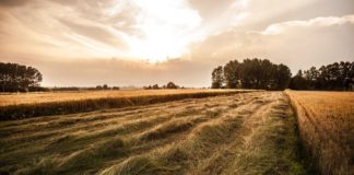 Agea, Centri Assistenza Agricola hanno firmato la convenzione 2020-2021