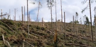 Vaia, due anni fa la tempesta perfetta. Il punto sulla ricostruzione in Veneto