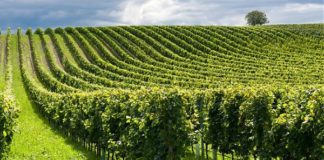 Agricoltura motore di sostenibilità per il 90% degli italiani
