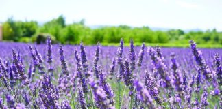 Calabria, dalla Regione 1 milione per aziende florovivaistiche in crisi