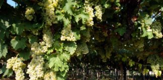 Dal Crea innovazione e sostenibilità in viticoltura ed enologia