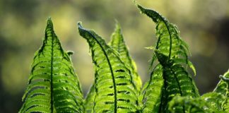 Innovazione e sostenibilità nuove priorità per aziende e Ceo italiani