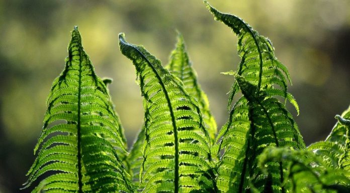 Innovazione e sostenibilità nuove priorità per aziende e Ceo italiani