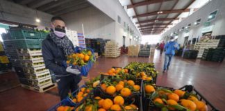 Agroalimentare, il Covid rallenta la crescita dell’export