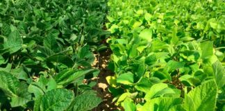 Nuove piante per mitigare il cambiamento climatico