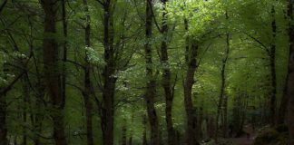 Sardegna protagonista del progetto “For.Italy” per forestali