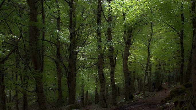 Sardegna protagonista del progetto “For.Italy” per forestali