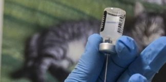 In Friuli già prenotati oltre 10 mila vaccini anti-Covid