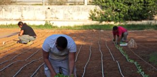 Agricola Mpidusa, orti sostenibili per il rilancio dell’isola