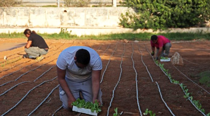 Agricola Mpidusa, orti sostenibili per il rilancio dell’isola