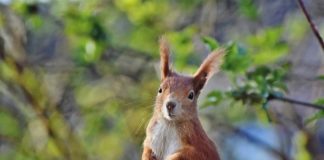 Come diventare Guardia Ecologica Volontaria Come diventare Guardia Ecologica Volontaria
