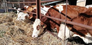 Un bio-caseificio che racconta il territorio