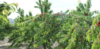 Frutta e conserve della tradizione siciliana