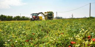 Agricoltura, in Toscana oltre 9,5 milioni per promozione all’estero