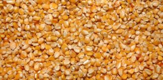 Mais, Confagricoltura “Servono incentivi alla coltivazione”