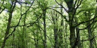 Rapporto Foreste Lombardia, costante crescita del bosco