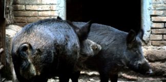 In Basilicata via libera al piano di abbattimento dei cinghiali