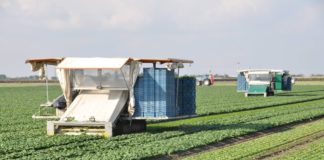 Agricoltura, assessore Murgia convoca le associazioni sarde di categoria