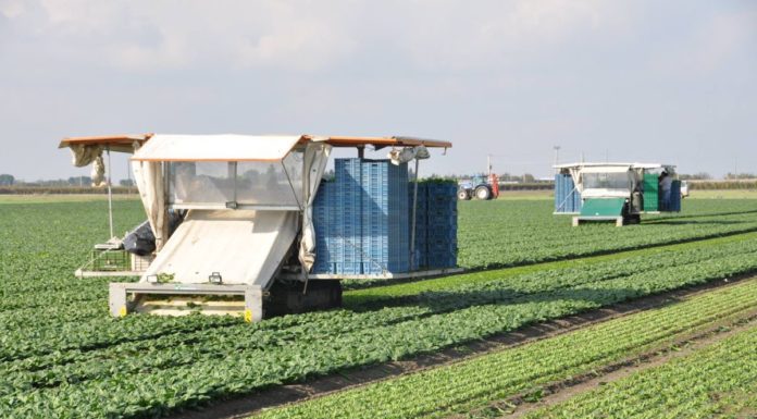 Agricoltura, assessore Murgia convoca le associazioni sarde di categoria