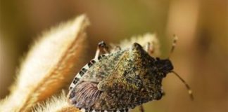 Cimice asiatica, ok primi risultati piano lotta biologica in Emilia Romagna