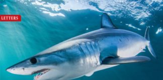 Allarme biologi marini, squali del Mediterraneo a rischio estinzione
