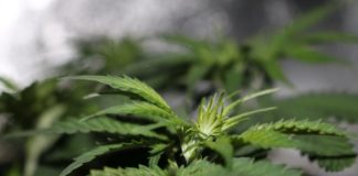 Al via partnership Pure Alternativa-Abalone per la cannabis medica