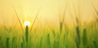 Agricoltura, Hera con Yara Ttalia e Sapio per l’idrogeno verde