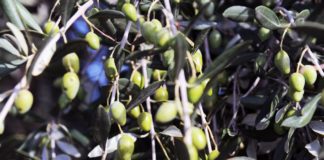 Agroalimentare, l’olio toscano EVO diventa prodotto protetto in Giappone