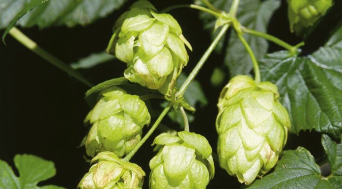 Copagri “Supportare la filiera del luppolo per la birra 100% italiana”