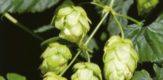 Copagri “Supportare la filiera del luppolo per la birra 100% italiana”