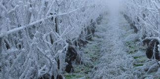 Agricoltura, prorogato bando contro gelate primaverili in Emilia Romagna