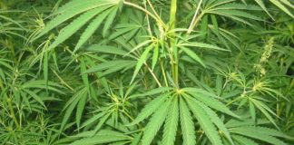 Malta, Governo pronto a legalizzare la cannabis