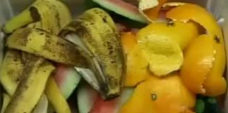 Enea brevetta compostiera domestica per gestire rifiuti organici