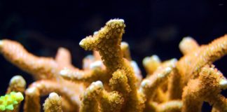 Milano Bicocca-Maldive, accordo per la tutela delle scogliere coralline