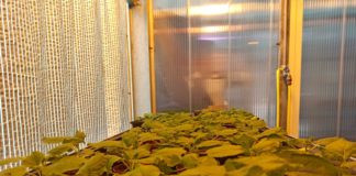 Covid, piante “biofabbrica” per produrre vaccini e anticorpi