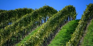 Ristrutturazione dei vigneti, in Calabria 1,8 mln per 78 beneficiari
