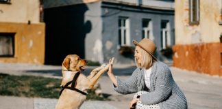 Come adottare un cane Come adottare un cane