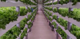 Accordo Enea-Fos per simulatore hi-tech coltivazioni al chiuso