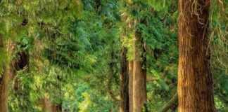 “Mettiamo radici per il futuro”, distribuiti 470 mila alberi in Emilia