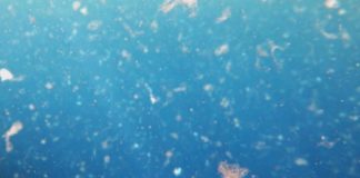 Microplastica nell’oceano in aumento nelle aree estreme
