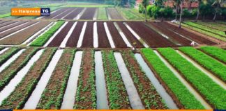 Italpress e Ideegreen siglano partnership per diffusione Tg Ambiente