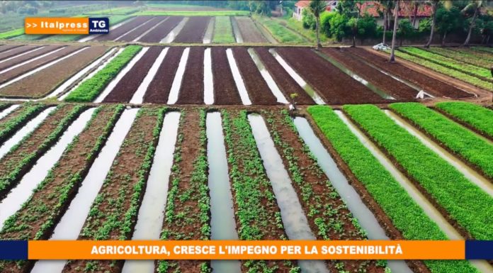 Italpress e Ideegreen siglano partnership per diffusione Tg Ambiente